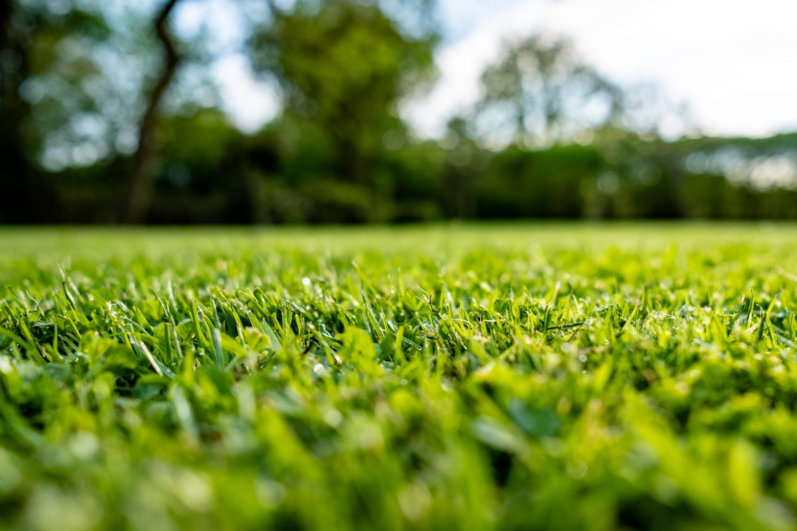 Gras