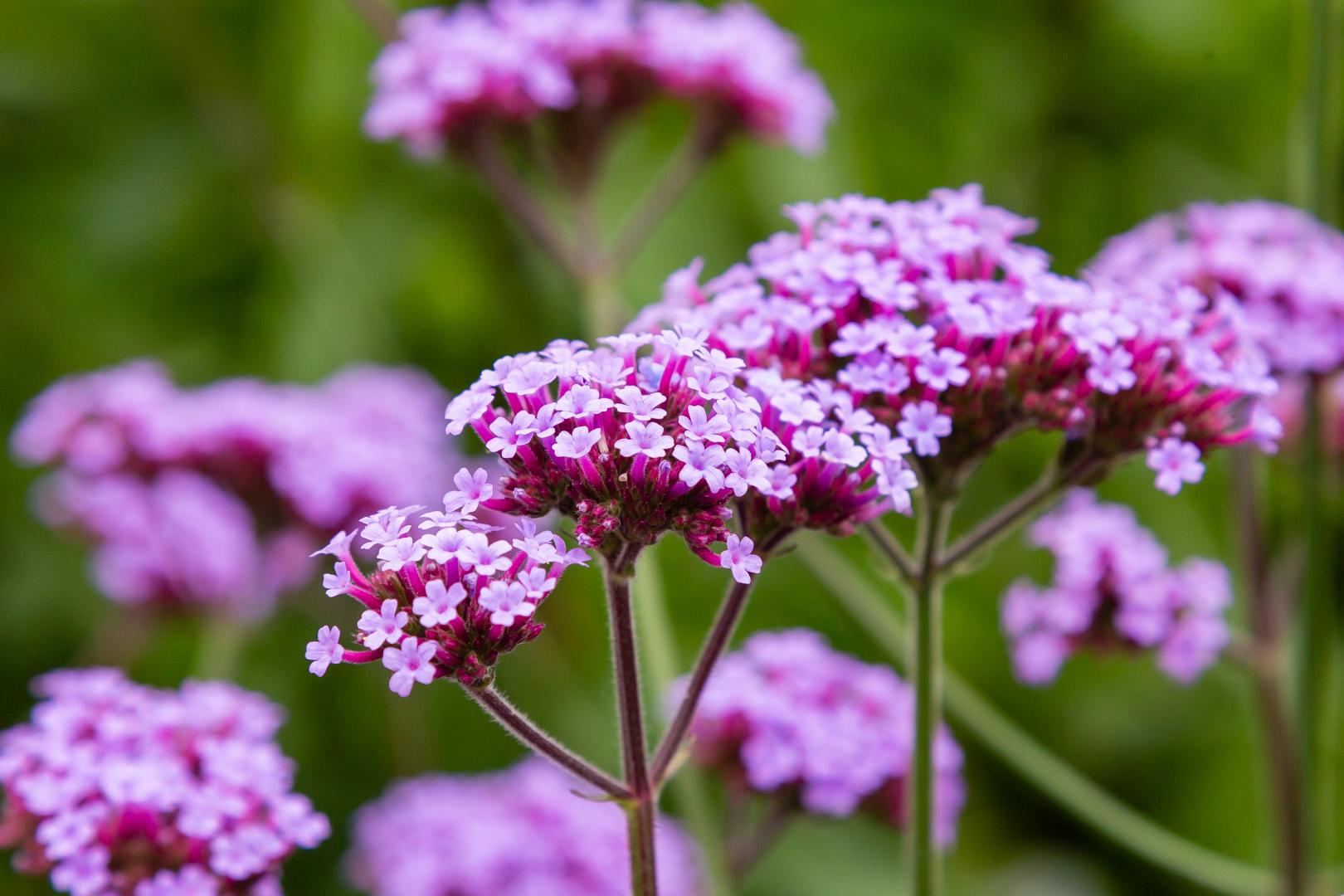 verbena bon