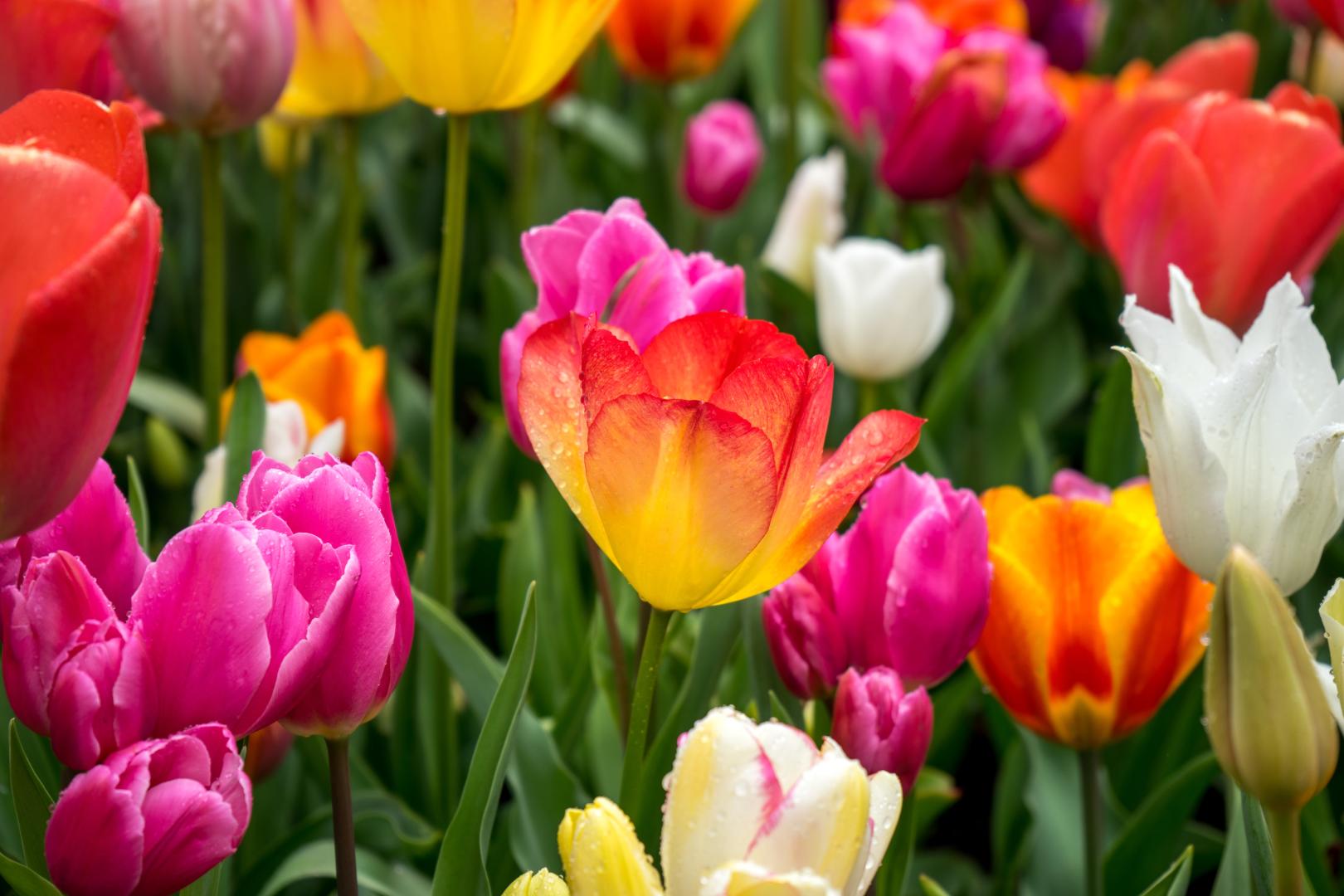 tulpen