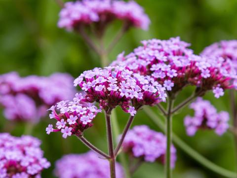 verbena